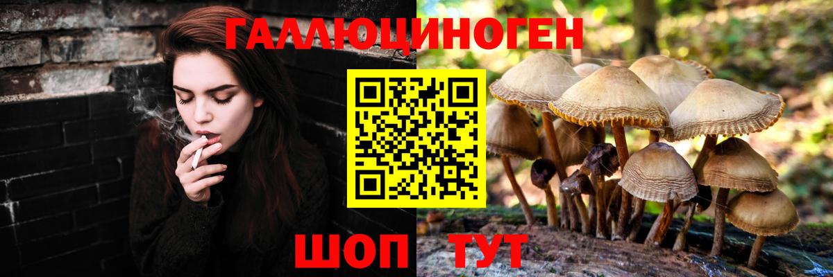 Благовещенск  Галлюциногенные грибы Psilocybine cubensis  Вход с VPN 